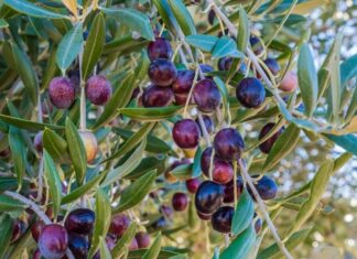 Ανάκληση ΠΟΠ από εταιρεία τυποποίησης ελαιολάδου