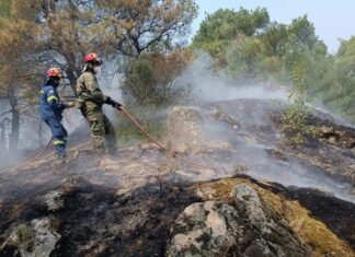 Γιατί είναι *τόσο* σημαντικό το δάσος της Δαδιάς για την Ελλάδα