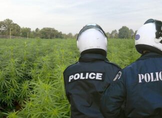 Η Ασφάλεια Χαλκίδας εντόπισε τεράστια χασισοφυτεία στη Βοιωτία