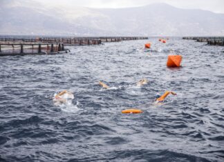 Κολυμβητική-γαστρονομική εκδήλωση με πρωτοβουλία της ΕΛΟΠΥ στην Κάρυστο – Κολυμβητές της ομάδας WeSwim κολύμπησαν δίπλα σε κλωβούς ιχθυοκαλλιέργειας