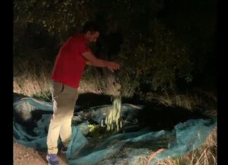 Εύβοια: Είχαν απλώσει πανιά και έκλεβαν ελιές σε χωράφι στις 12 τα μεσάνυχτα – Δείτε βίντεο