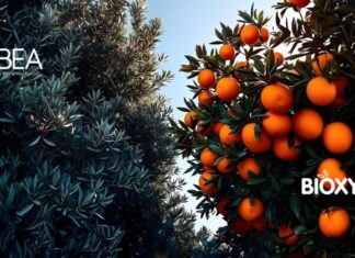 Συγχωνεύτηκαν ΑΒΕΑ και ΒΙΟΧΥΜ: Νέες προοπτικές για τα κρητικά προϊόντα