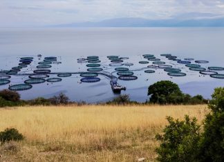 Γαλαξίδι Θαλάσσιες Καλλιέργειες: Αύξηση τζίρου και εκτίναξη EBITDA το 2025 – Τα σχέδια της διοίκησης