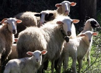Προβληματισμός των εξαγωγέων για την φέτα, λόγω της ευλογιάς των αιγοπροβάτων