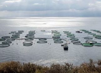 Υδατοκαλλιέργειες: Νούμερο 3 παίκτης στη Μεσόγειο η Ελλάδα – Αντιστέκεται εντός συνόρων η παραδοσιακή αλιεία