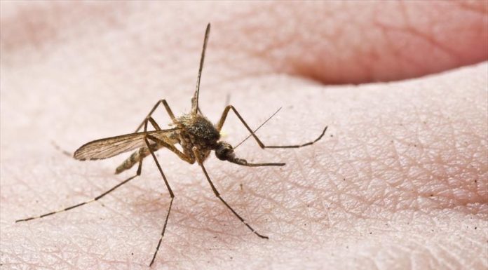 Ιός τσικουνγκούνια: Γιατί οι επιστήμονες προειδοποιούν την Ελλάδα – Τα συμπτώματα και οι επιπλοκές
