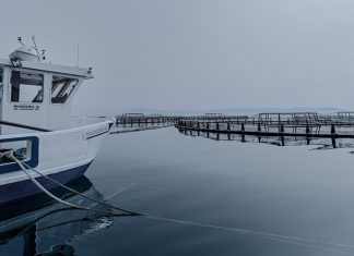 Philosofish: Επιστροφή στα κέρδη για τον πρώην “μνηστήρα” της Avramar