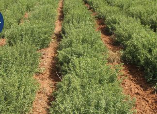Η ρίγανη έφερε ανάπτυξη 27% στην Herbs Hellas